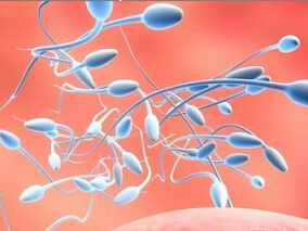 uFSH/hCG治疗男性先天性低促性腺素性功能减退症：序贯or连续？