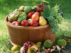 富含水果/豆类纤维的农民饮食与微生物多样性更大相关