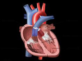 房颤患者的血浆NE水平与发生病态窦房结综合征之间的关系
