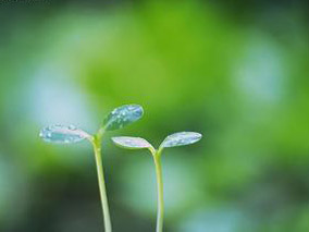 天然植物固醇对男性心血管疾病有何影响?