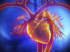 CABG期间进行CPB不会造成游离头孢呋辛的浓度不足