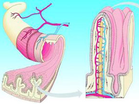 小肠粘膜保护：塞来昔布vs洛索洛芬联合兰索拉唑
