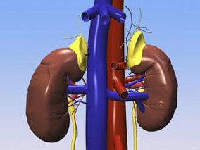 他克莫司浓度对肾移植受者急性排斥和毒性具有种族差异吗？