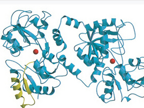 重组人乳铁蛋白用于严重败血症患者无益