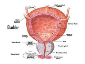 女65岁,反复尿频、尿急伴肉眼血尿2年
