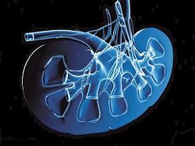 女26岁，间断乏力、恶心、呕吐6个月，加重2个月