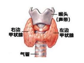 男59岁，心悸、手抖、消瘦、乏力4个月，双下肢水肿3个月