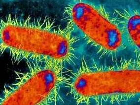 多药耐药肠杆菌的管理