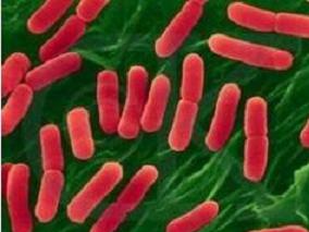 多粘菌素能杀死尿路致病性大肠埃希持留菌