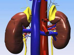 高剂量多粘菌素B与肾脏替代疗法患者较低的死亡率相关