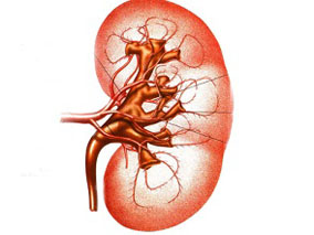依维莫司在肾移植受体中的药动学、安全性和耐受性