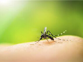 登革热的潜在新药：洛伐他汀