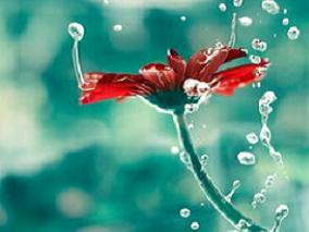 来那度胺治疗复发性或难治性套细胞淋巴瘤效果如何？