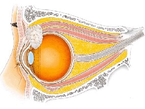 年龄相关黄斑变性：玻璃体内注射贝伐珠单抗的心血管风险