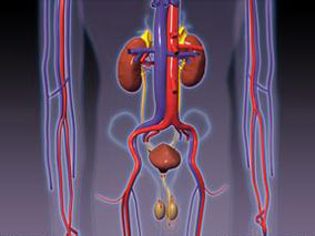 雷米普利不会显著改善肾移植伴有蛋白尿患者的临床结局