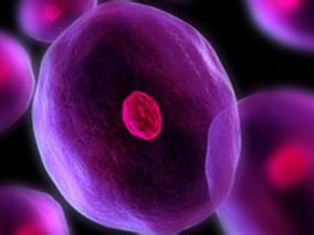 苯达莫司汀+利妥昔单抗诱导后来那度胺维持治疗R/R CLL/SLL的可行性有限