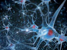 A型肉毒毒素重复给药对外周神经病理性疼痛具有持久镇痛作用