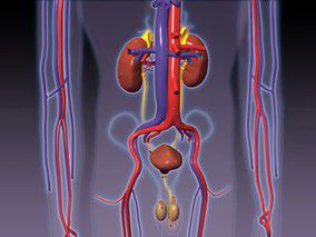 接受RAAS阻断剂的肾移植受者严格限盐是否可行?