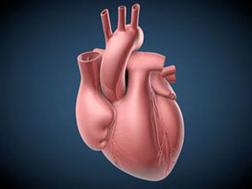 Takotsubo心肌病患者早期使用β-受体阻滞剂与住院死亡率没有显著关联