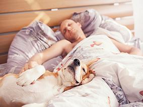 狗在卧室会打扰人类睡眠吗?