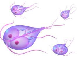 奎纳克林能有效治疗耐硝基咪唑的难治性贾第虫病