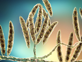 多粘菌素B是镰孢菌属的克星？