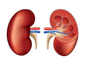 肾移植后早期从CNI转换到基于依维莫司的治疗是否可行？