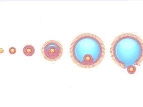 来曲唑比枸橼酸氯米芬治疗低生育力PCOS女性效果更好