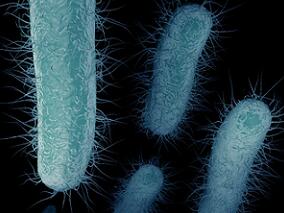 碳青酶烯类抗菌药管理计划危及患者安全？