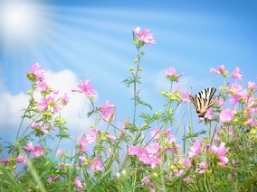 地西他滨：高风险CMML患者的福音