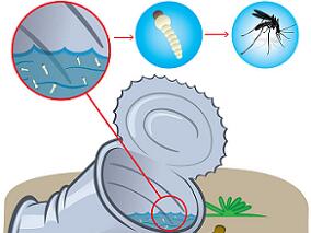 男子发烧3天全身疼痛 或是小小蚊子来索命