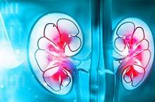 哌拉西林/他唑巴坦+替考拉宁 肾毒性只是狐假虎威