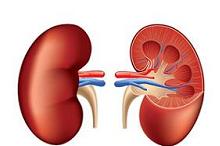 10年随访:治疗IgA肾病 支持治疗+免疫抑制剂与单独支持治疗无差