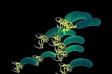 幽门螺杆菌根除治疗经常引发不良事件 万幸的是…