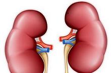 肾移植受者免疫抑制：廉价的硫唑嘌呤或不比霉酚酸酯差