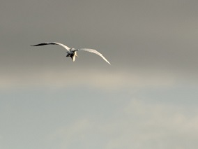 首所康复大学来了 将设这些专业