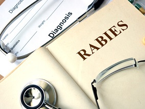 动物实验证实：每日多次注射大剂量鸡尾酒单克隆抗体可逆转狂犬病进程